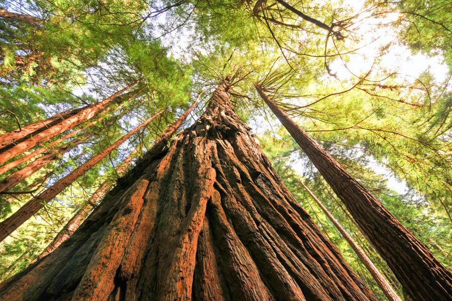 San Francisco: Muir Woods and Sausalito Half-Day Trip - Sausalito in 45 minutes