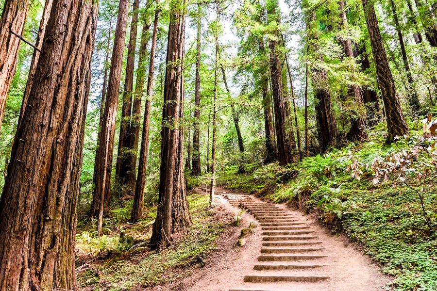San Francisco: Muir Woods and Sausalito Half-Day Trip - Who should book this San Francisco tour?