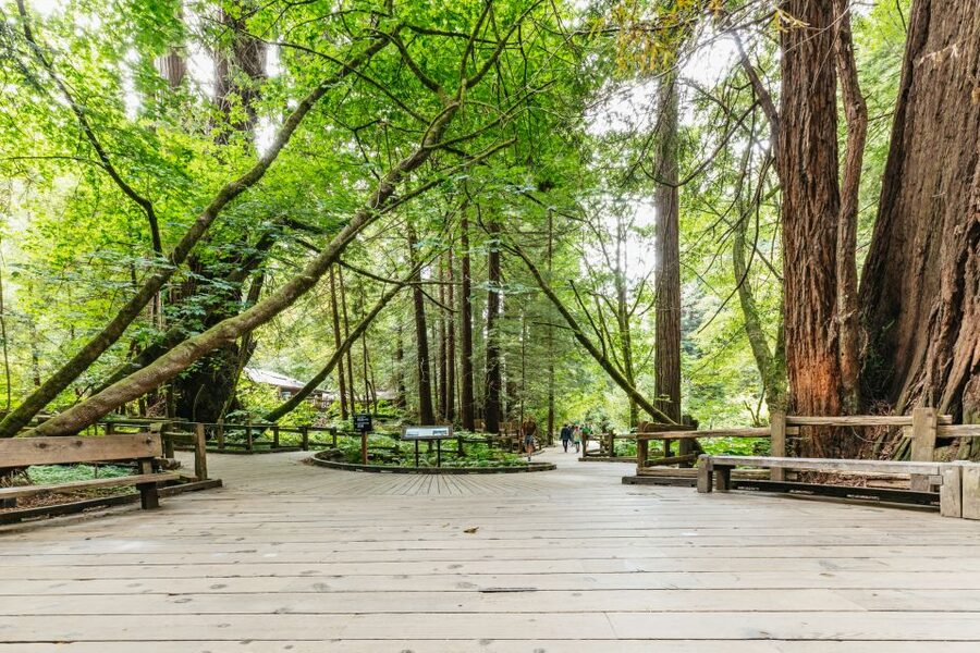 San Francisco: Muir Woods and Sausalito Small Group Tour - Key points at a glance