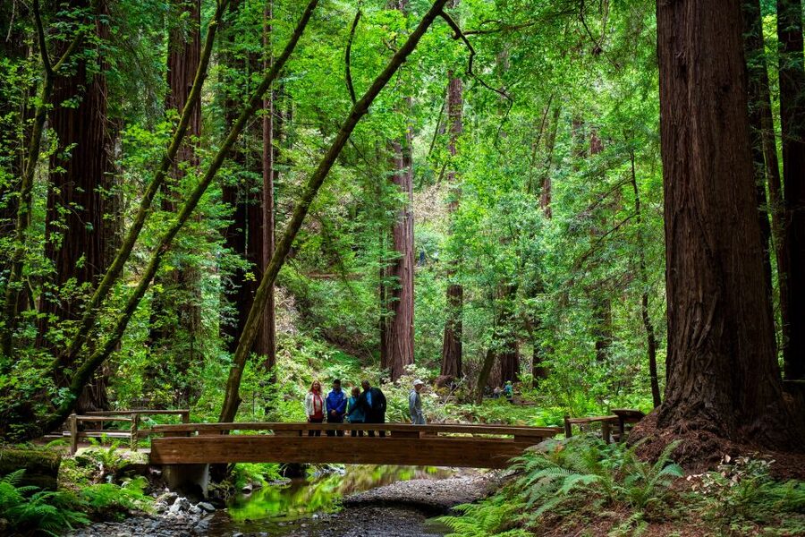 San Francisco: Muir Woods and Sausalito Tour with Admission - Choosing the ferry or the bus back