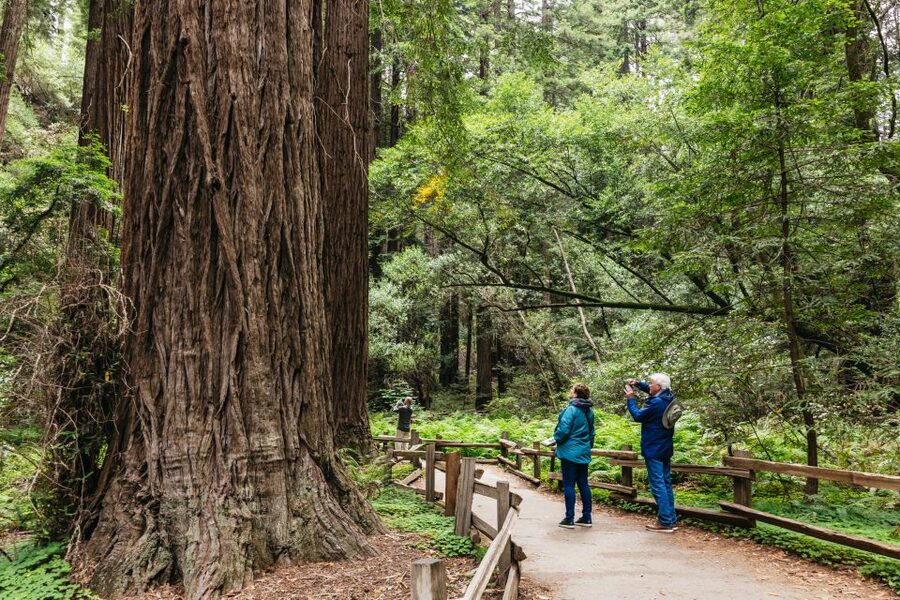 San Francisco: Muir Woods, Napa & Sonoma Valley Wine Tour - Muir Woods: a short walk beneath giant trees