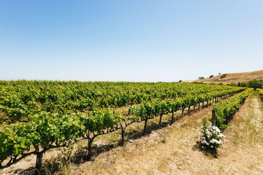 San Francisco: Muir Woods, Napa & Sonoma Valley Wine Tour - Mayo Family Winery and the first tasting