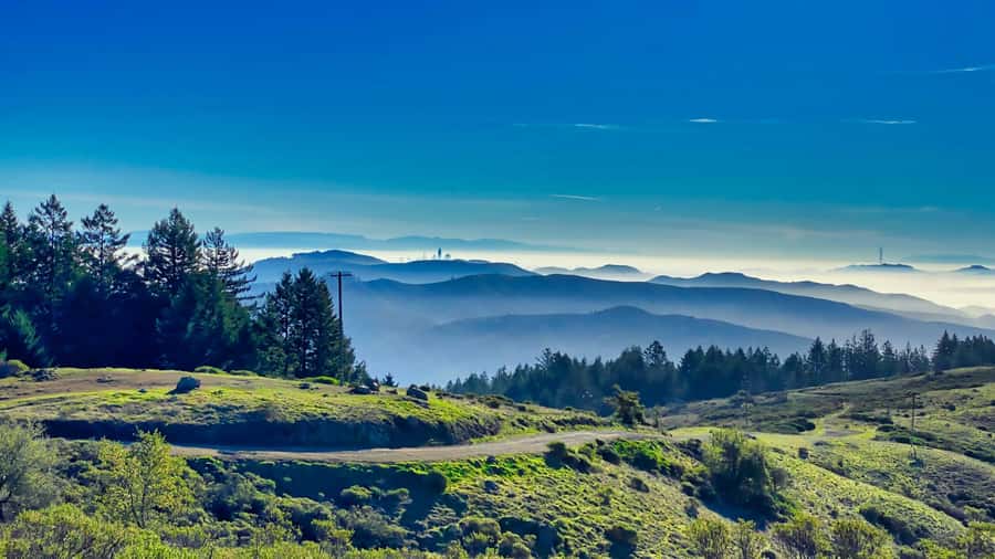 San Francisco: Muir Woods, Point Reyes, and Meadery Tour - Finding the Cypress Tree Tunnel