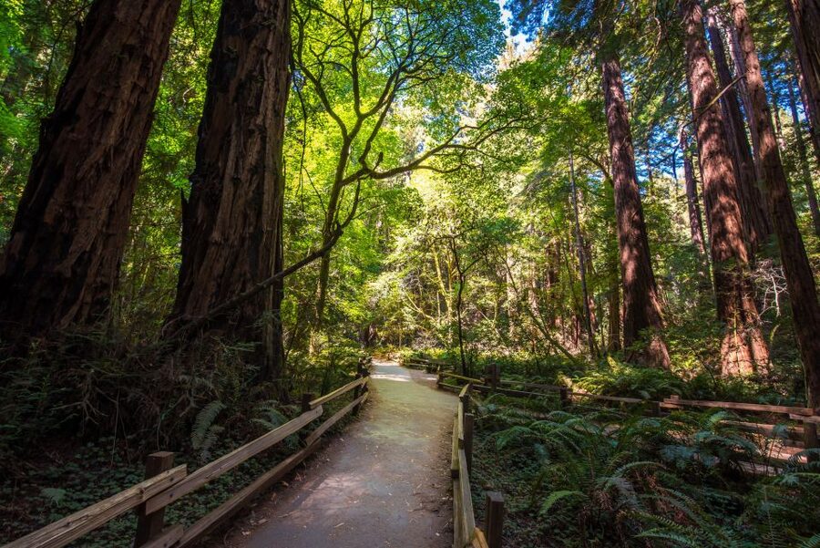 San Francisco: Muir Woods, San Francisco and Sausalito Tour - Palace of Fine Arts and Billionaires Row