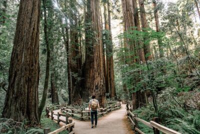 San Francisco, Muir Woods, Sausalito and optional Alcatraz tour