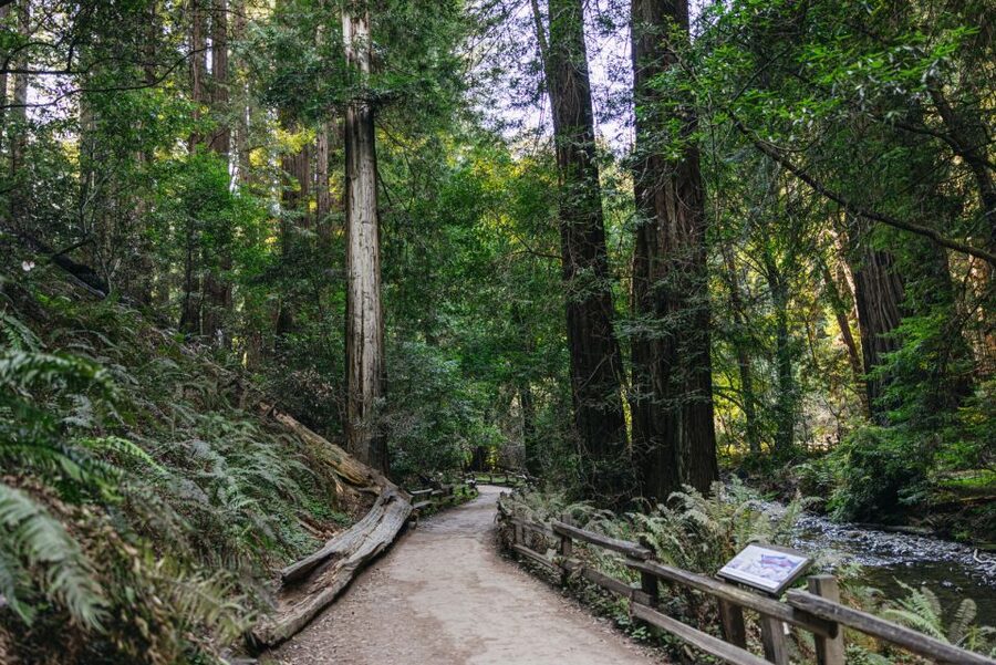 San Francisco: Muir Woods, Sausalito and SF Bay Cruise - Booking details worth knowing