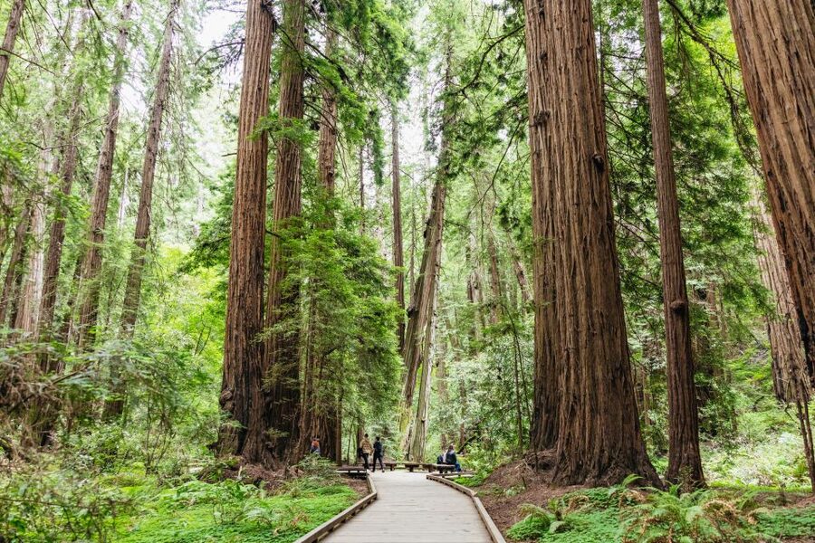 San Francisco: Muir Woods & Sausalito Tour with Ferry Option - Who should book this outing