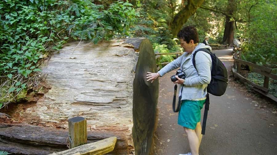 San Francisco: Muir Woods Tour & Golden Gate Bay Cruise - From Fisherman’s Wharf to the redwoods