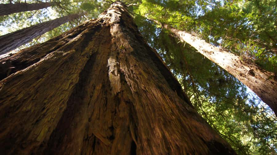 San Francisco: Muir Woods Tour & Golden Gate Bay Cruise - Sausalito from the minibus window