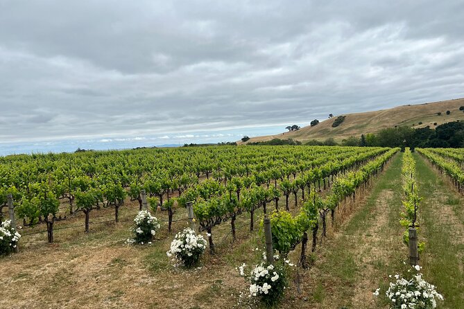 San Francisco: Napa & Sonoma Wine Tour & 24hr Hop-on Hop-off Tour - Two San Francisco experiences for one $169 price
