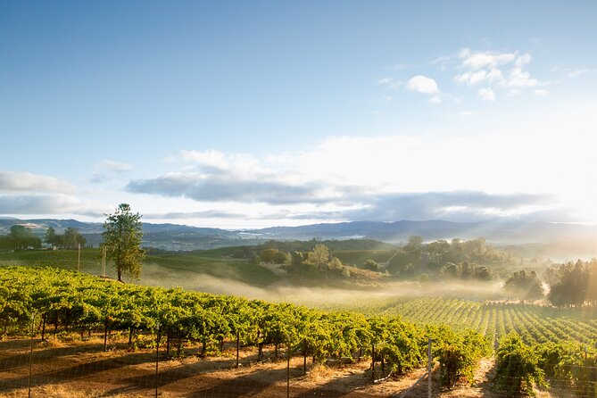 San Francisco: Napa & Sonoma Wine Tour & 24hr Hop-on Hop-off Tour - Starting at 99 Jefferson Street near Fisherman’s Wharf