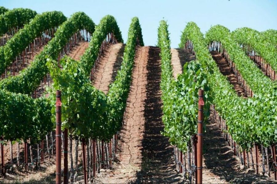 San Francisco: Napa Valley Half-Day Wine Tour with Tastings - Key points to know before booking