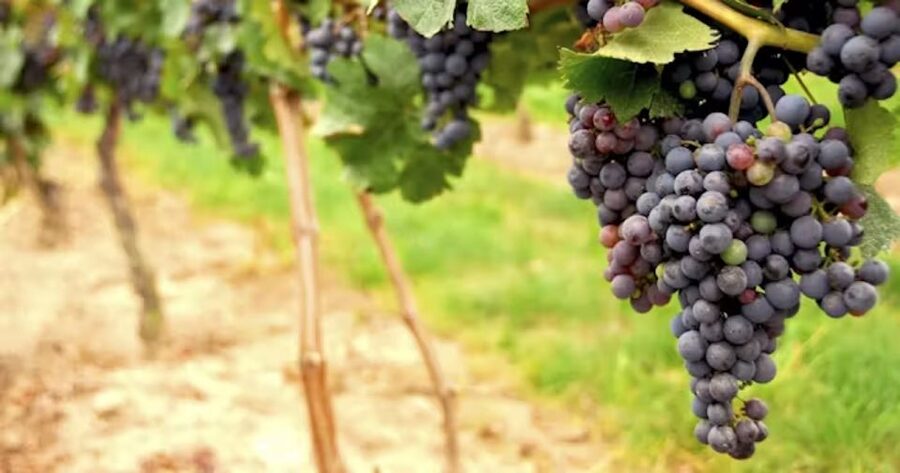 San Francisco: Napa Valley Half-Day Wine Tour with Tastings - Should you book it?