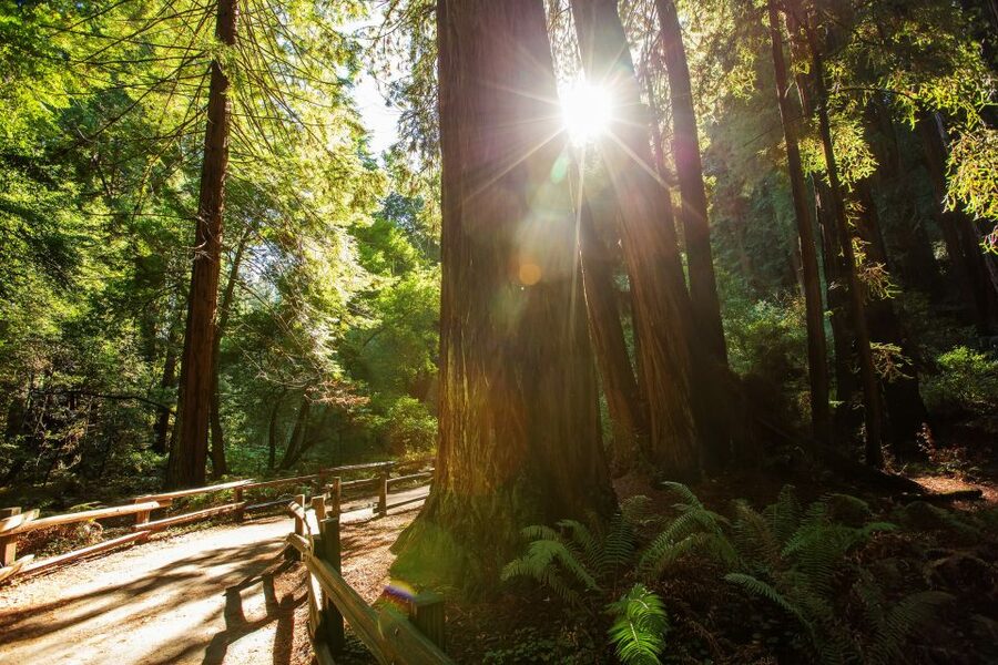 San Francisco: Private Muir Woods and Sausalito Tour - What to budget beyond the $599 price