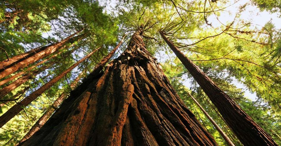 San Francisco: Private Muir Woods and Sausalito Tour - Ninety minutes among old-growth coastal redwoods