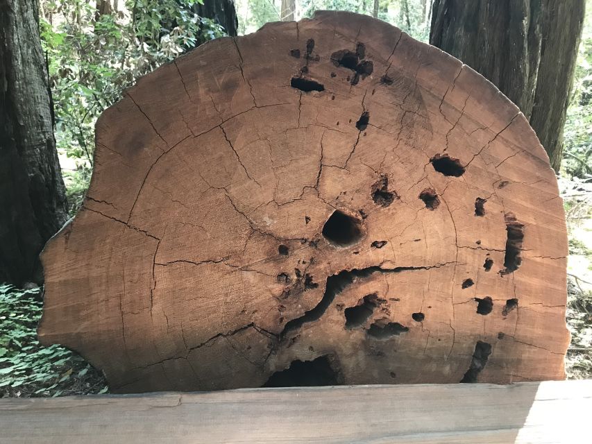 San Francisco: Private Muir Woods and Sausalito Tour - Sausalito adds bay views and a change of pace