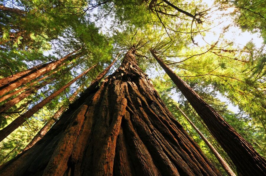 San Francisco: Private Muir Woods and Sausalito Tour - What the private van changes