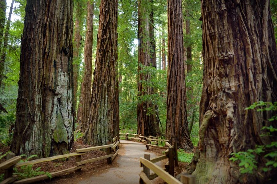 San Francisco: Private Muir Woods and Sausalito Tour - The guide can shape the day