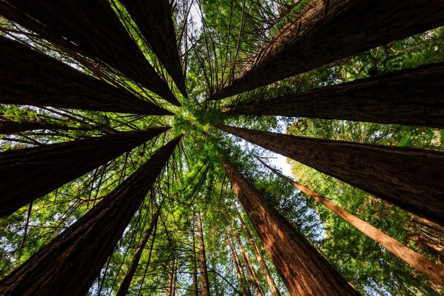 San Francisco: Private Muir Woods and Sausalito Tour - The drive across the Golden Gate Bridge
