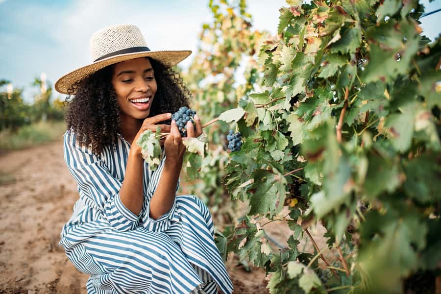 San Francisco: Redwood & Wine Country Tour with Lunch & Wine - Key points at a glance