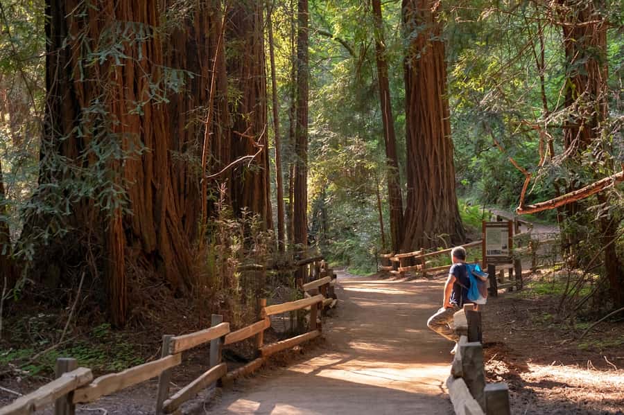 San Francisco: Redwood & Wine Country Tour with Lunch & Wine - One quiet hour at Muir Woods