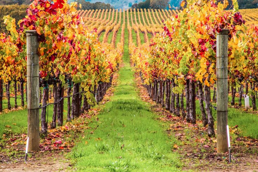 San Francisco: Sonoma Wine Country Tour with Tastings - Who should book this Sonoma tour?