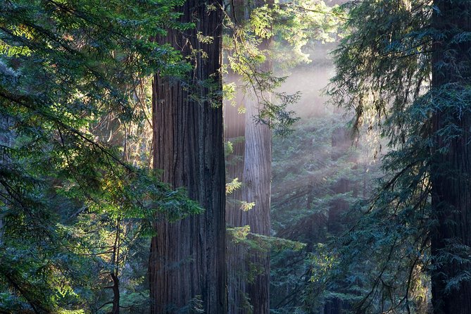 San Francisco Super Saver: Grand City Tour plus Muir Woods & Sausalito Day Trip - The midday bus change is the main weakness