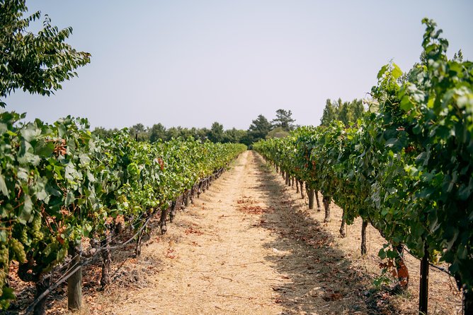San Francisco Super Saver: Muir Woods & Wine Country w/ optional Gourmet Lunch - Sonoma Plaza: lunch, shops, and California history