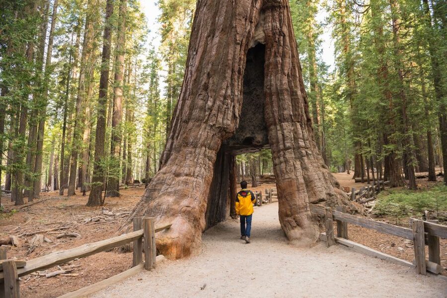 San Francisco to/from Yosemite National Park: 1-Way Transfer - From San Francisco through California’s old mining towns