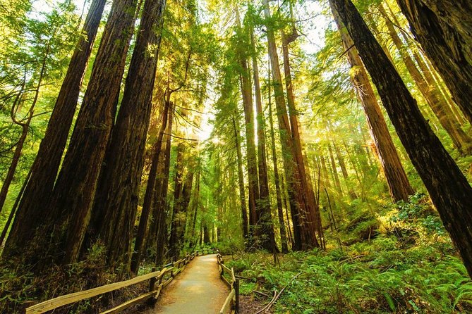 San Francisco to Muir Woods Shuttle - Why this shuttle works well from San Francisco
