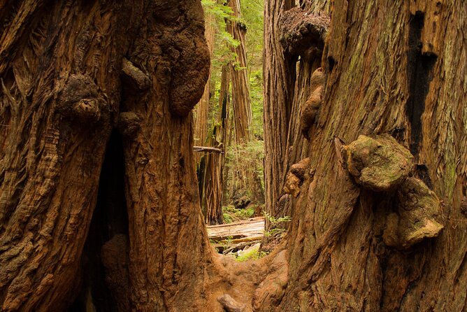 San Francisco to Muir Woods Shuttle - Sausalito, lunch, and the ferry choice