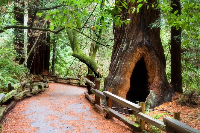 San Francisco to Muir Woods Shuttle - Guides make the difference