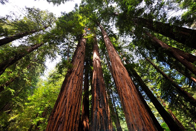 San Francisco to Muir Woods Shuttle - Is $79 a fair price?