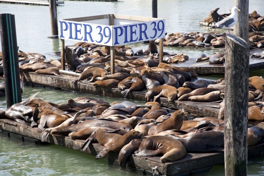 San Francisco Ultimate City Tour with Bay Cruise Option - Neighborhoods and the city’s layered past