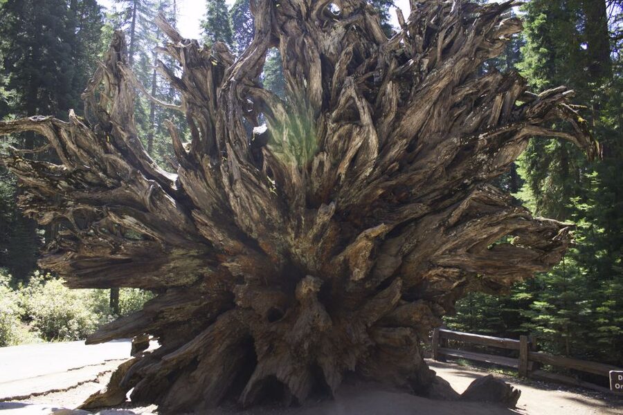 San Francisco: Yosemite, Las Vegas, Bryce & Zion, 6-Day Tour - San Francisco starts with a bay cruise