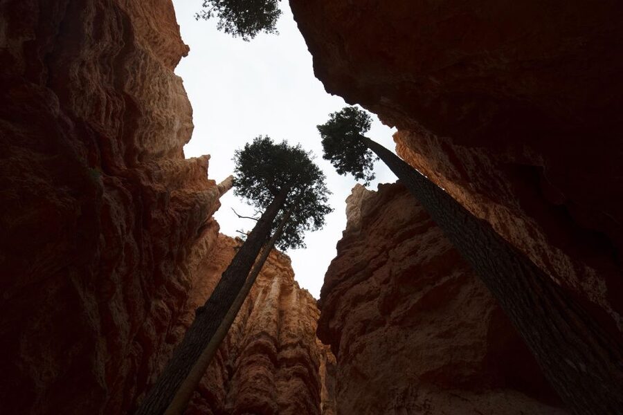 San Francisco: Yosemite, Las Vegas, Bryce & Zion, 6-Day Tour - Zion closes the park sequence with a river walk