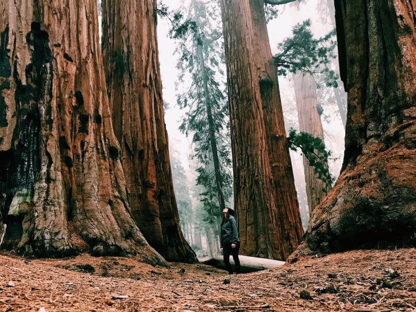 San Francisco: Yosemite Park 2-Day Trip with Accommodation - Should you book it?