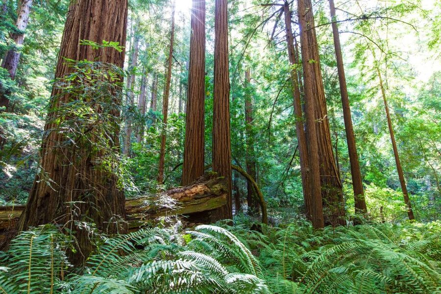 SF: Muir Woods, Sausalito, Golden Gate Bridge Private Tour - Four hours from city streets to redwood forest