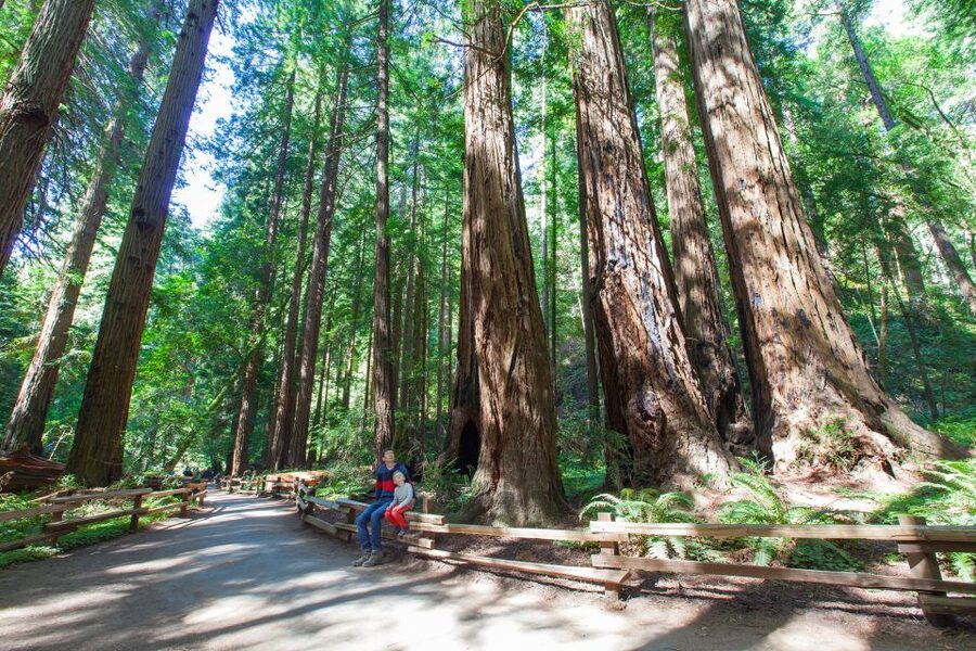 SF: Muir Woods, Sausalito, Golden Gate Bridge Private Tour - What private transport changes