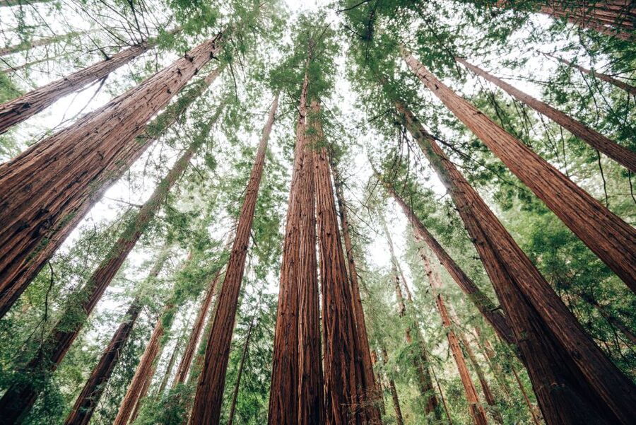 SF: Muir Woods, Sausalito, Golden Gate Bridge Private Tour - The guide can make or break the half-day
