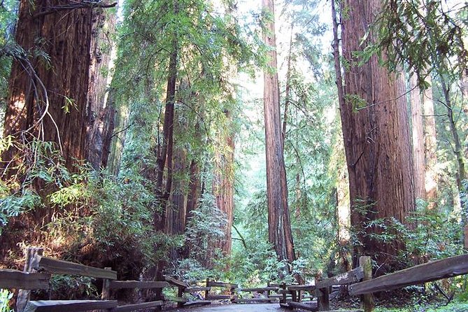 Shore Excursion from SF: Guided Tour to Muir Woods and Sausalito - Ninety minutes beneath the coastal redwoods
