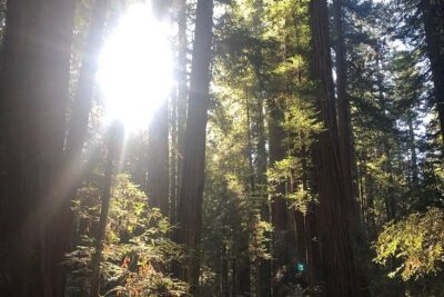 Small-Group Giant Redwoods and Russian River Wine Country Trip