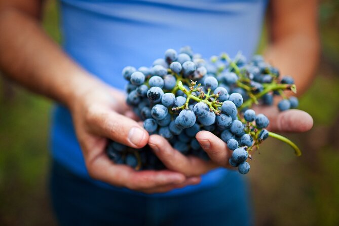 Small-Group Giant Redwoods and Russian River Wine Country Trip - Kendall-Jackson for a guided tasting