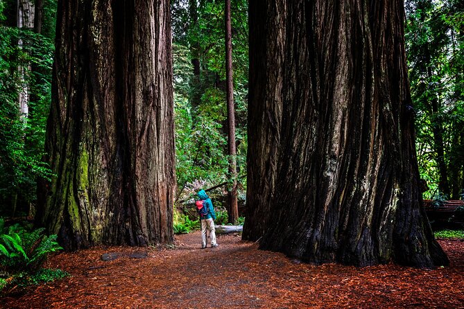 Small-Group Giant Redwoods and Russian River Wine Country Trip - Timing, pickup, and comfort