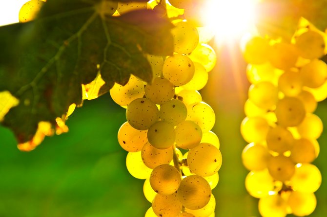 Small Group Napa and Sonoma Full-Day Wine Tour from San Francisco - The value of the tastings and tours