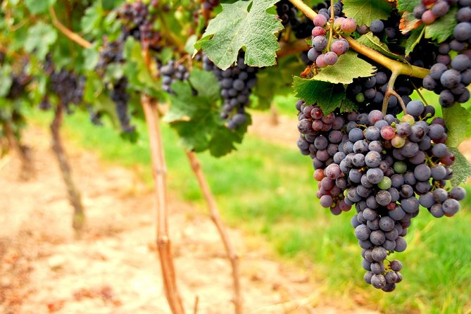 Small Group Napa and Sonoma Full-Day Wine Tour from San Francisco - Sonoma Valley: the first taste of wine country