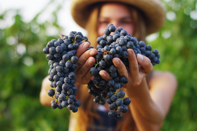 Small Group Napa Valley Tour for Wine Lovers - What the Tasting Day Feels Like