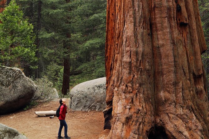 Small Group Redwoods, California Coast & Sausalito Day Trip from San Francisco - Bodega Bay and Hitchcock’s The Birds