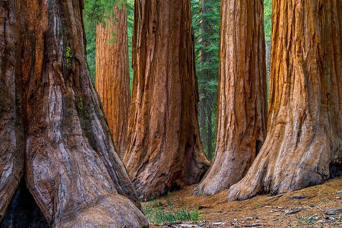 Small Group Redwoods, California Coast & Sausalito Day Trip from San Francisco - Marin Headlands and the ride back