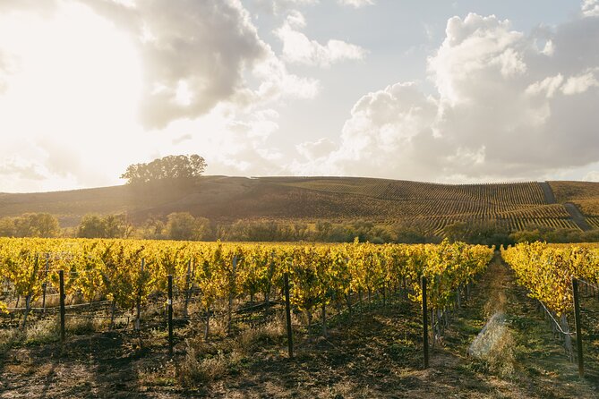 Small Group: Ultimate Napa & Sonoma Wine Tour from San Francisco - Two open hours in historic Sonoma Plaza